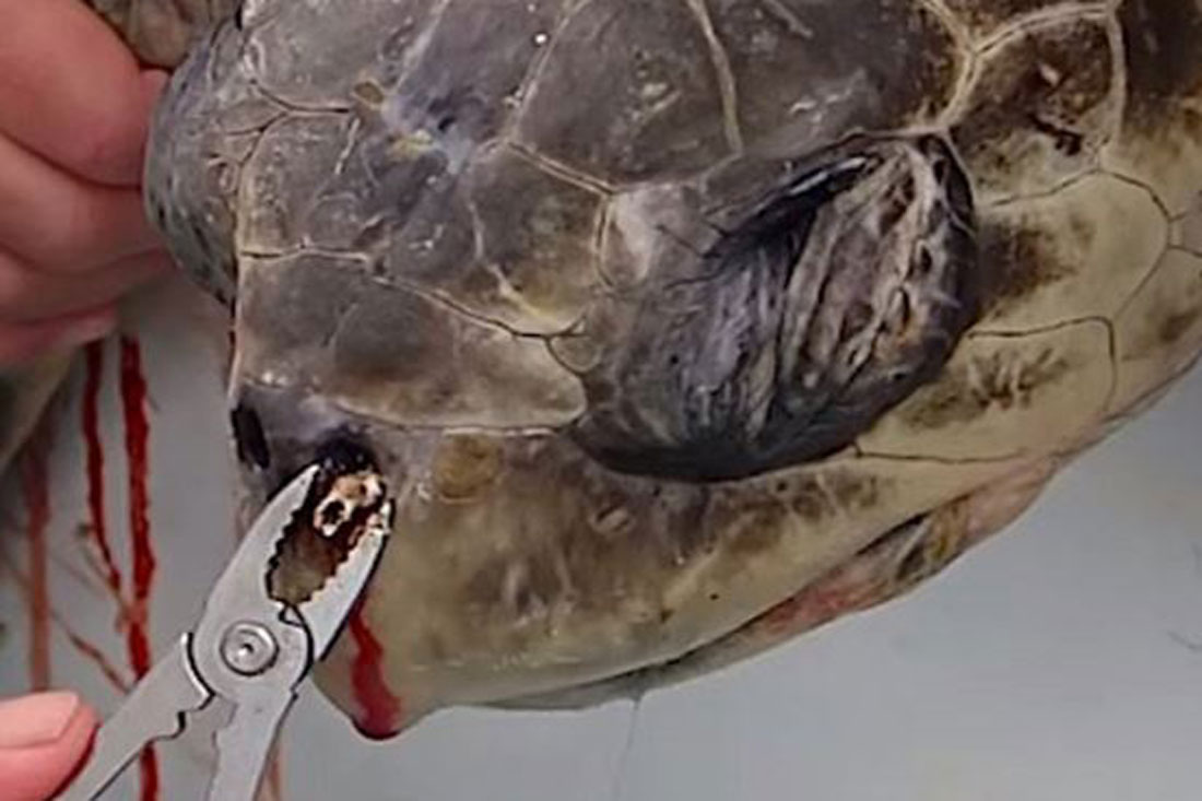 Marine biologists remove 12 cm straw from turtle's nose